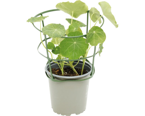 Capucine FloraSelf Bio pot de 13 cm