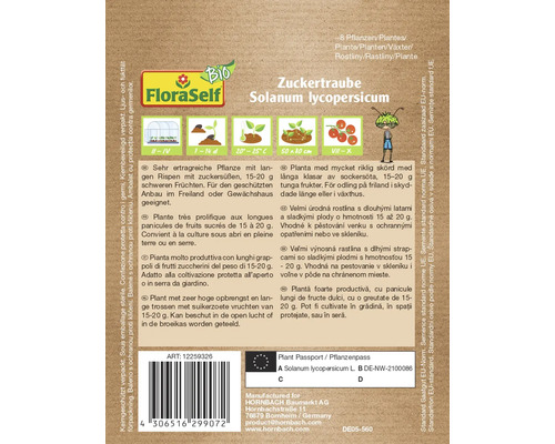 Description de la plante Zuckertraube Solanum lycopersicum