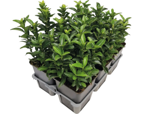 Plusieurs fusains du Japon en pot