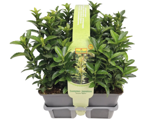 Fusain du Japon ''Green Spire'' en pot