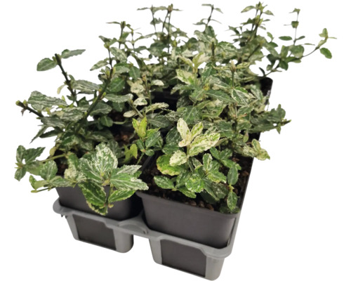 Fusain persistant en pot