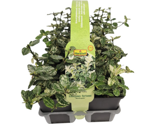 Fusain rampant Euonymus fortunei Harlequin en pot