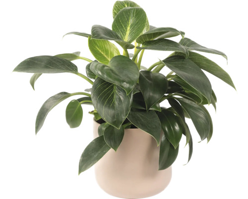 Philodendron Birkin Zimmerpflanze in einem Topf