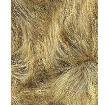 Nahaufnahme von Ziergras im Garten