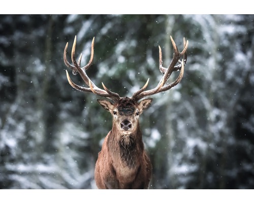 Leinwandbild Deer Front 80x116 cm