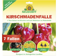 Piège à mouches de cerises Neudorff pour protéger les cerises et les noix contre l''infestation de vers, sept pièges
