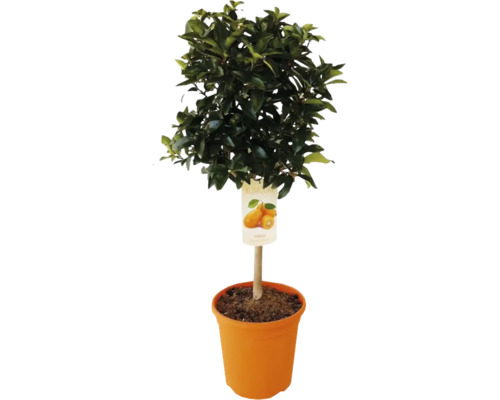 Kumquatier en pot