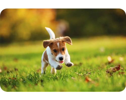 Tischset Dog bunt 30x45 cm