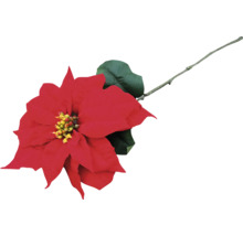 Poinsettia rouge avec feuille et tige