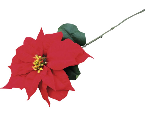 Poinsettia rouge avec feuille et tige