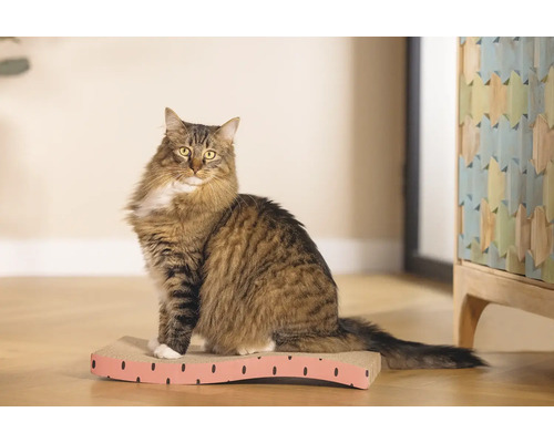 Chat assis sur un griffoir