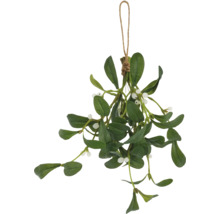 Hängender Mistelzweig mit Blättern und Beeren