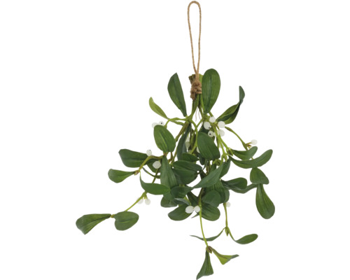 Hängender Mistelzweig mit Blättern und Beeren