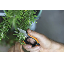 Une personne coupe du romarin avec un sécateur.