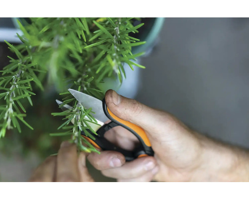 Une personne coupe du romarin avec un sécateur.