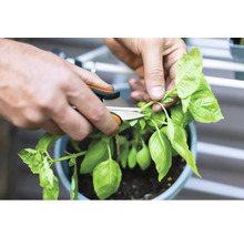 Une personne coupe du basilic avec un sécateur.