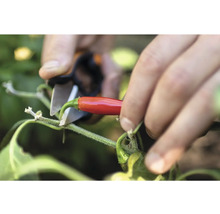 Récolte d''un piment rouge avec un sécateur