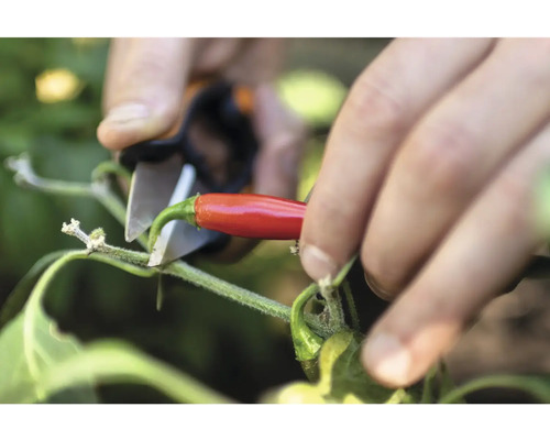 Récolte d''un piment rouge avec un sécateur