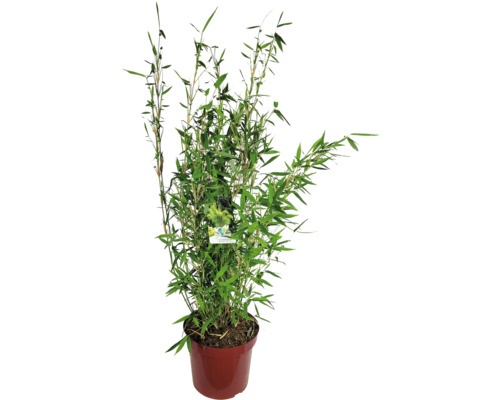 Plant de bambou en pot