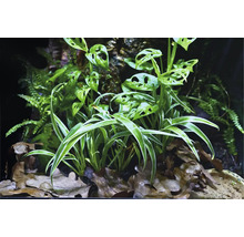 Szene mit verschiedenen Pflanzenarten