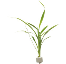 Grüne Wasserpflanze für Aquarien