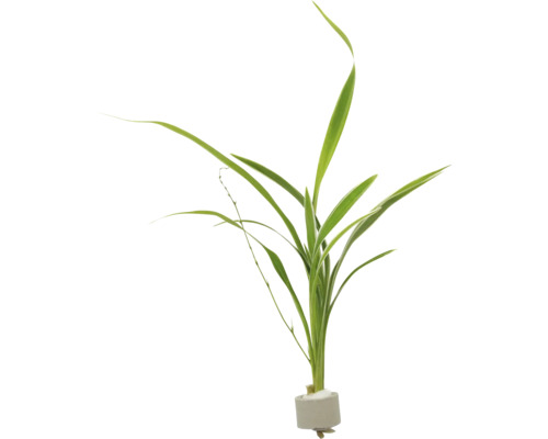 Grüne Wasserpflanze für Aquarien