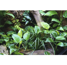 Nahaufnahme einer Terrarium-Bepflanzung mit verschiedenen Pflanzenarten