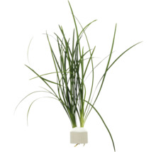 Aquarium Pflanze mit langen grünen Blättern