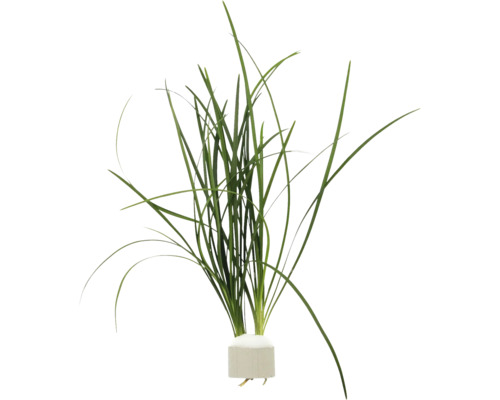 Aquarium Pflanze mit langen grünen Blättern