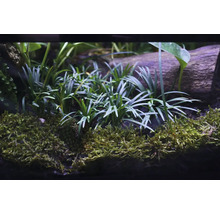 Aquariumpflanzen und Moos auf einem Holzstück