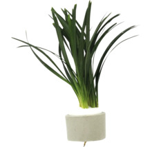 Grüne Aquariumpflanze in einem Zementtopf