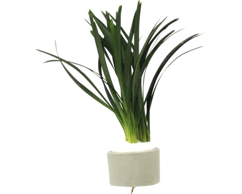 Grüne Aquariumpflanze in einem Zementtopf