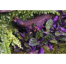 Nahaufnahme von Krebstieren und Pflanzen in einem Terrarium