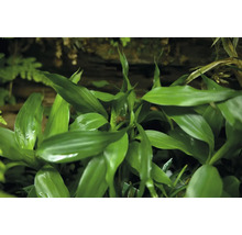 Grüne Drachenbaum Pflanze mit Blättern