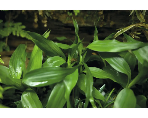 Grüne Drachenbaum Pflanze mit Blättern