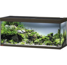 Eingerichtetes Aquarium mit Pflanzen, Steinen und Dekoration