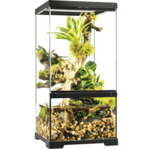 Terrarium aménagé avec plantes et zone aquatique.