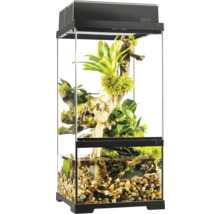 Terrarium aménagé avec plantes et pierres