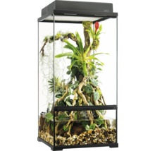Terrarium avec plantes et pierres pour la garde d''animaux