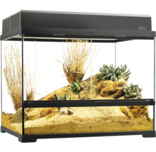 Terrarium aménagé pour animaux du désert avec plantes et sable