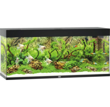 Aquarium décoratif avec poissons, plantes et pierres