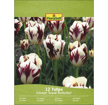 Paquet de 12 tulipes FloraSelf Triumph ''Grand Perfection''