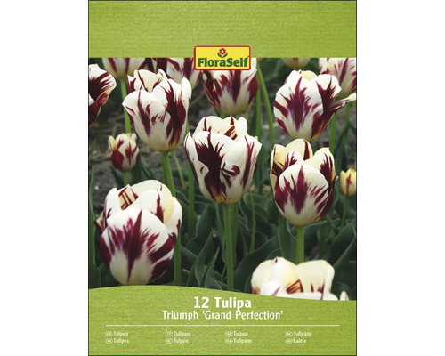 Paquet de 12 tulipes FloraSelf Triumph ''Grand Perfection''