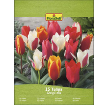 FloraSelf mélange de tulipes Greigii, paquet de 15 pièces