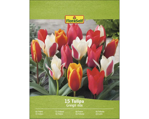 FloraSelf mélange de tulipes Greigii, paquet de 15 pièces