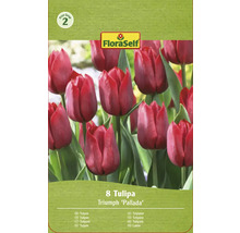Emballage de huit tulipes Triomphe de la variété Pallada