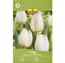 Paquet de tulipes FloraSelf avec 8 tulipes de la variété Single Early White Prince
