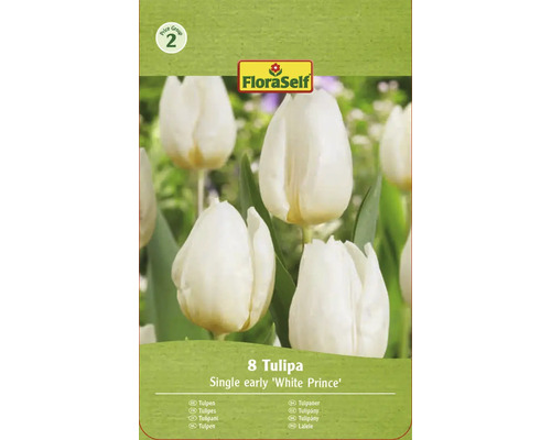 Paquet de tulipes FloraSelf avec 8 tulipes de la variété Single Early White Prince