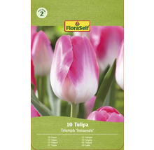 Paquet de tulipes Triumph de la variété Innuendo avec dix pièces