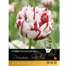 Paquet de six bulbes de tulipes Tulipa Carnaval de Nice